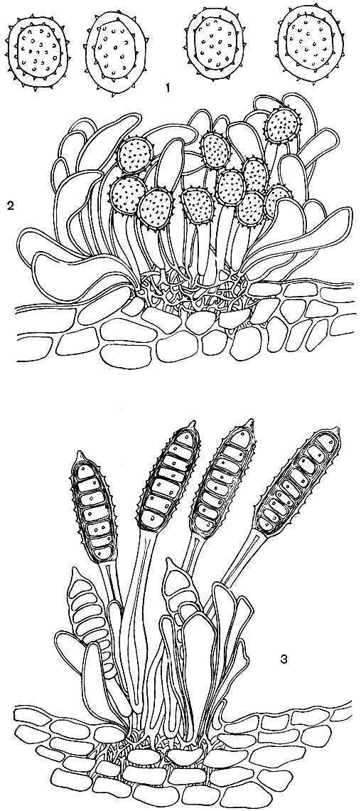 Рис. 222. Фрагмидиум на малине (Phragmidium rubiidaei): 1 - уредоспоры; 2 - уредоспороношение; 3 - телейтоспоры