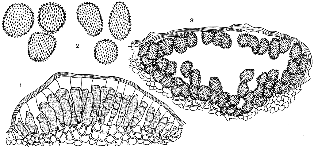 Рис. 220. Колеоспориум на колокольчике (Coleosporium campanulae): 1 - телейтоспоры; 2 - уредоспоры; 3 - уредопустулы