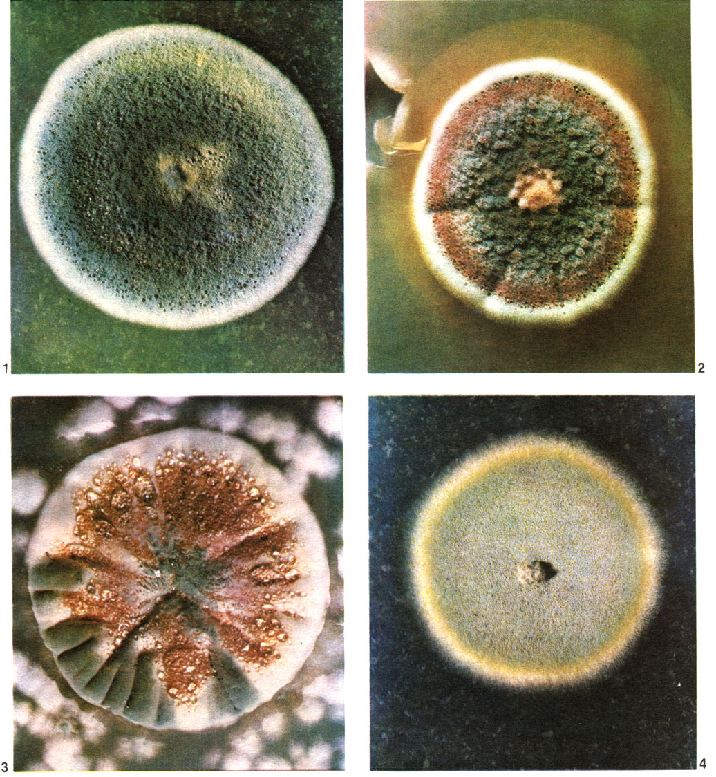 Таблица 57. Колонии пенициллов: 1 - пеницилл отмеченный (Penicillium notatum); 2 - пеницилл с золотистым пигментом (P. chrysogenum); 3 - пеницилл Тома (P. thomii); 4 - пеницилл алеющий (P. purpurogenum)