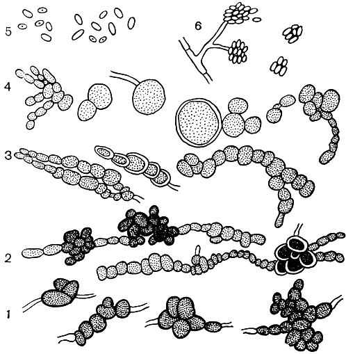 Рис. 233. Типы спороношения грибов из рода вертицилл (Verticillium): 1 - микросклероции; 2 - дауэрмицелий с микросклероциями; 3 - дауэрмицелий; 4 - оидиоподобные образования; 5 - фиалоспоры; 6 - конидиеносец и конидии