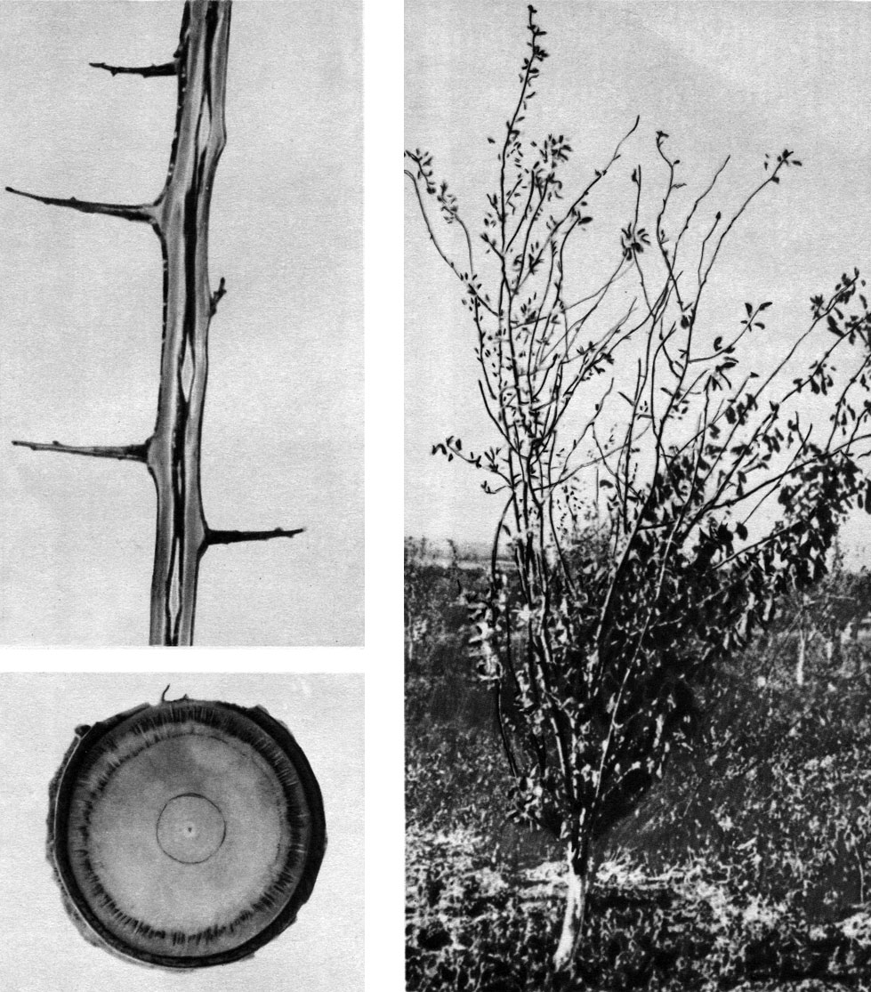 Таблица 63. Вертициллезное увядание сливы: справа - больное дерево; слева вверху - продольный, внизу - поперечный срез больной древесины