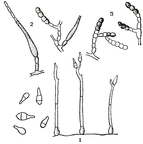 Рис. 234. Гифомицеты: 1 - пирикулярия рисовая (Piricularia oryzae); 2, 3 - тиелавиопсис корневой (Thielaviopsis basicola)