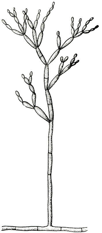 Рис. 235. Кладоспорий (Cladosporium)