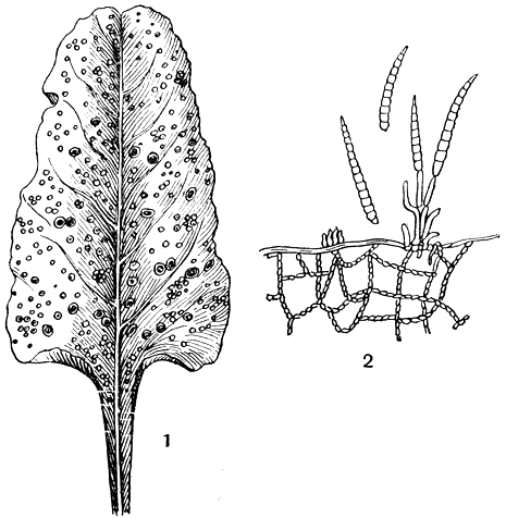 Рис. 236. Церкоспора свекольная (Cercospora beticola): 1 - пораженный лист свеклы; 2 - конидиеносцы с конидиями