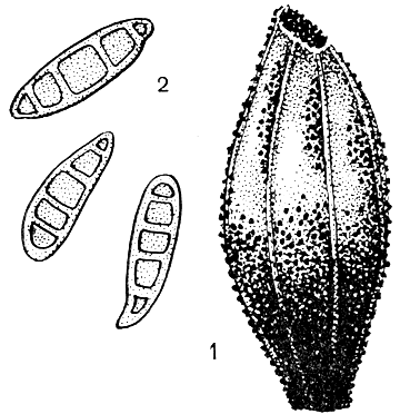 Рис. 238. Гельминтоспорий (Helminthosporium): 1 - пораженная зерновка ячменя; 2 - конидии
