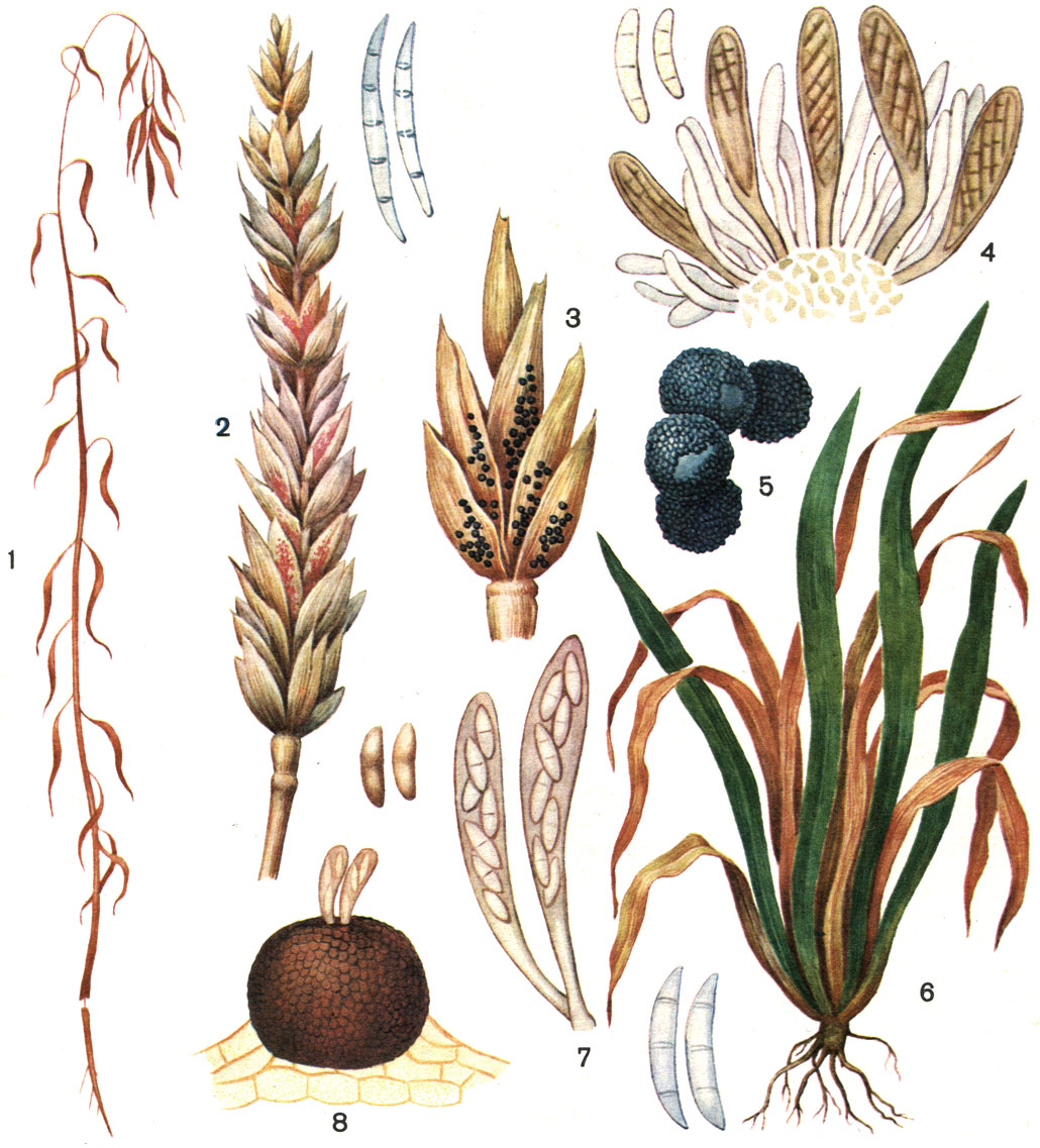 Таблица 60. Поражение растений фузариумом: 1 - фузариозное увядание льна (возбудитель - Fusarium oxysporum f. lini); 2 - фузариоз колосьев пшеницы (возбудитель - F. graminearum), вверху - конидии паразита; 3 - сумчатая стадия гриба (Gibberella zeae) на колосках пшеницы; 4 - сумки этого гриба со спорами; 5 - перитеции этого гриба; 6 - снежная плесень озимой ржи (возбудитель - Fusarium nivale); 7 - сумки возбудителя заболевания (Micronectriella nivalis); 8 - перитеции этого гриба