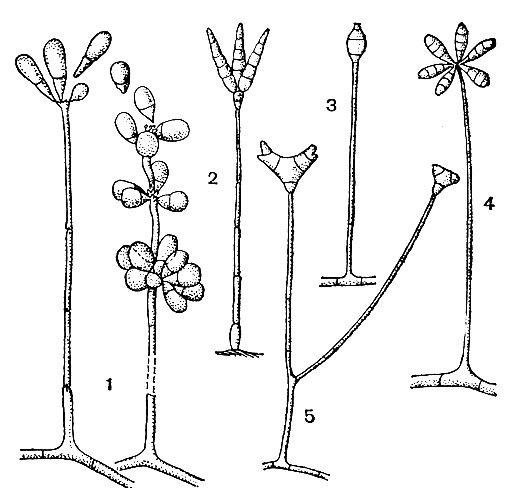 Рис. 246. Конидиальные спороношения хищных грибов: 1 - артроботрис (Arthrobotrys); 2 - тридентария (Tridentaria); 3 - монакроспориум (Monacrosporium); 4 - дактилярия (Dactylaria); 5 - трипоспорина (Triposporina)