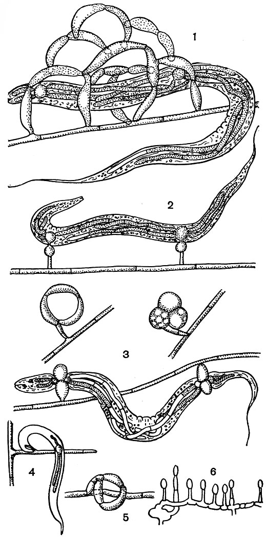 Рис. 247. Типы ловушек хищных грибов: 1 - клейкие трехмерные сети; 2, б - клейкие головки; 3 - сжимающиеся кольца; 4 - клейкие выросты гиф; 5 - несжимающиеся кольца