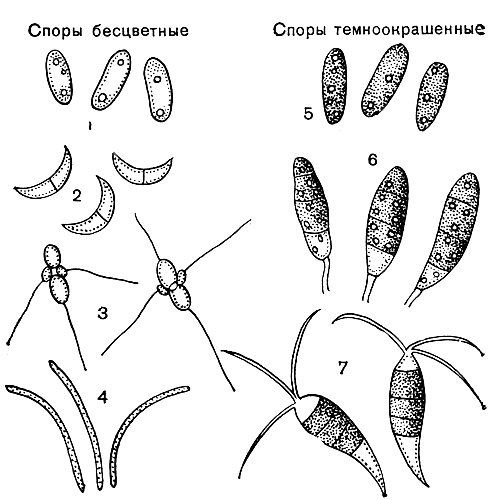 Рис. 249. Споры меланкониевых грибов: 1 - коллетотрих (Colletotrichum lindemuthianumV, 2 - марсонина (Marssonina juglandis); 3 - энтомоспорий (Entomosporium maculatum); 4 - цилиндроспорий (Cylindrosporium hiemale); 5 - меланконий (Melanconium fuligineum); 6 - кориней (Coryneum microstictum); 7 - песталотия (Pestalotia theae)