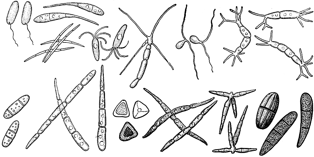 Рис. 252. Многообразие конидий сферопсидальных грибов