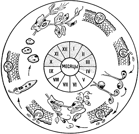 Рис. 259. Схема цикла развития возбудителя аскохитоза гороха (ориг. рис., худ. А. Сидоров)