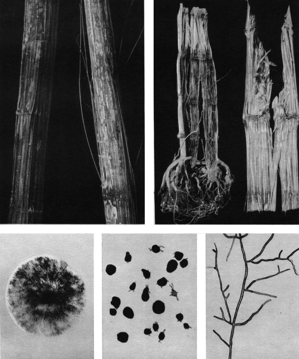 Таблица 64. Пепельная гниль растений (возбудитель - Sclerotium bataticola): вверху слева - пораженный подсолнечник; вверху справа - пораженная кукуруза; внизу слева - колония возбудителя; внизу в середине - склероции; внизу справа - мицелий