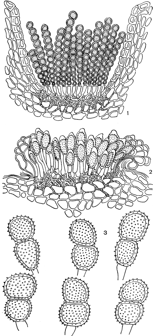 Рис. 225. Траншелия (Transchelia pruni-spinosae): 1 - эцидиоспоры на ветренице; 2 - уредоспоры; з - телейтоспоры на сливе
