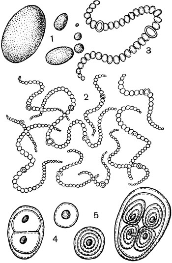 Рис. 2. Сине-зеленые водоросли носток (Nostoc) и глеокапса (Gloeocapsa): 1 - внешний вид колонии ностока; 2 - строение его при малом увеличении микроскопа; 3 - отдельная нить ностока при большом увеличении; видны вегетативные клетки и две гетероцисты; 4, 5 - отдельные клетки и колонии глеокапсы, окруженные слизистыми футлярами
