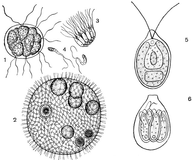 Рис. 4. Колониальные вольвоксовые: 1 - пандорина (Pandorina); 2 - вольвокс (Volvox); 3 - группа сперматозоидов, выпавших из антеридия; 4 - отдельный сперматозоид. Одноклеточные вольвоксовые: 5 - хламидомонада (Chlamydornonas), видны хроматофор, пиреноид, вакуоля, глазок, жгутики; 6 - процесс бесполого размножения хламидомонады