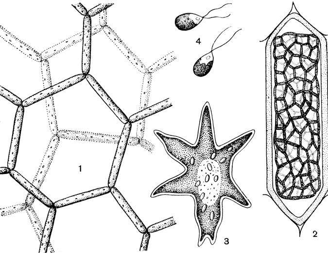 Рис. 6. Водяная сеточка (Hydrodictyon reticulatum): 1 - часть колонии; в клетках видны хроматофоры с пиреноидами; 2 - колония водяной сеточки, возникшая в материнской клетке; у стенок виден слой остаточной плазмы; 3 - полиэдр; 4 - изогаметы