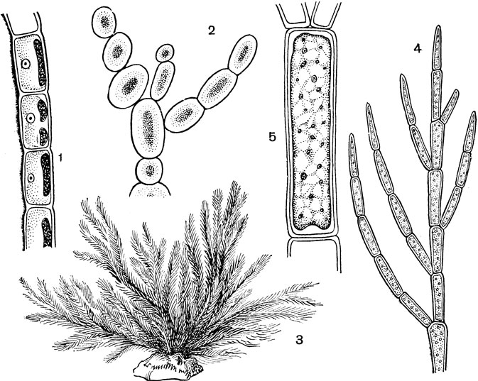 Рис. 8. Улотриксовые (Ulothrichales) и кладофоровые (Cladophorales): 1 - часть нити гормидиума (Hormidiutn); 2 - часть нити трентеполии (Trentepohlia); 3 - внешний вид кладофоры (Cladophora); 4 - часть ветвистой нити кладофоры; 5 - клетка кладофоры при большом увеличении; видна толстая оболочка, сетчатый хроматофор со множеством пиреноидов