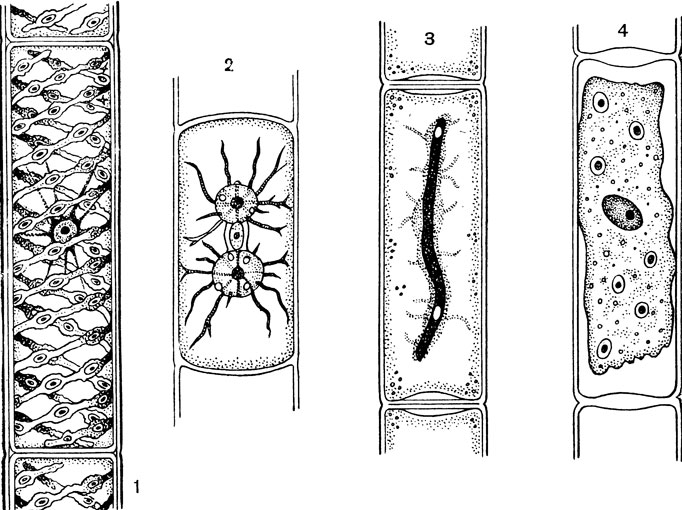 Рис. 10. Нитчатые конъюгаты: 1 - клетка спирогиры (Spirogyra) со спиральными хроматофорами; 2 - клетка зигнемы (Zygnema) со звездчатыми хроматофорами; 3 - клетка мужоции (Mougeotia) при ярком освещении; 4 - то же при слабом освещении