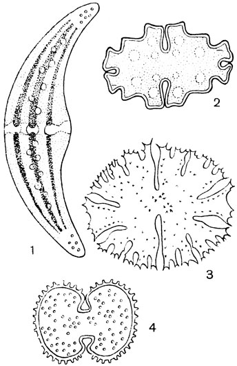Рис. 12. Десмидиевые (Desmiriiaceae): 1 - клостериум (Closterium); видны хрома тофор с гребнями и пиреноидами, цитоплазменный мостик с ядром, кристаллы гипса в концевых вакуолях; 2 - эуаструм (Euastrum); 3 - микрастери-ас (Micrasterias); 4 - космариум (Cosmarium)