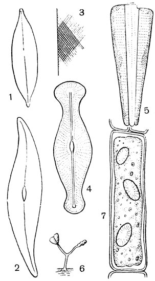 Рис. 15. Диатомовые водоросли: 1 - навикула (Navicula) со створки; 2 - плевросигма (Pleurosigma); 3 - скульптура на створках плевросигмы; 4, 5, 6 - гомфонема (Gomphonema) (4 - со створки; 5 - с пояска; 6 - колония; клетки сидят на слизистых ножках); 7 - кокконеис (Cocconeis) - овальные тельца на оболочке клетки кладофоры