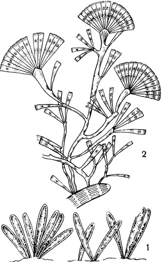 Рис. 16. Эпифитные диатомеи: 1 	- синедра стройная (Synedra gracilis); 2	- колония ликмофоры (Lycmophora)