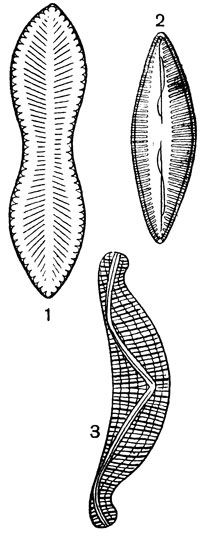 Рис. 19. Диатомеи: 1 - циматоплевра подошвообразная (Cymatopleura solea) творки; 2 - цимбелла (Cymbella); 3 - эпитемия (Epithemia)