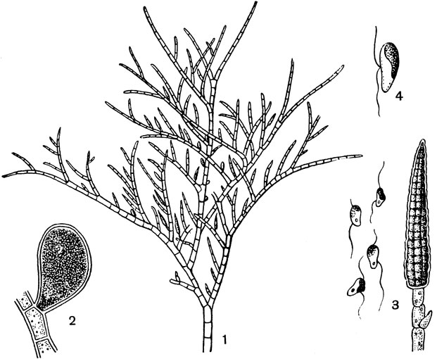 Рис. 21. Эктокарпус (Ectocarpus): 1 - веточка с зооспорангиями и гаметангиями; 2 - зооспорангий при большом увеличении; 3 - гаметангий и гаметы; 4 - зооспора
