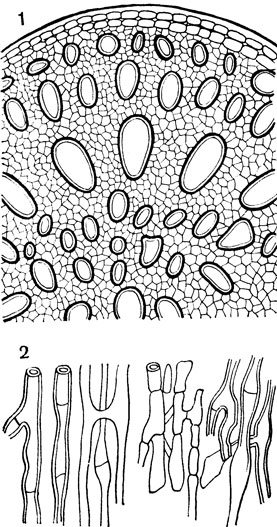 Рис. 23. Ламинария (Laminaria): 1 - поперечный разрез черешка; 2 - часть продольного разреза черешка; видны ветвистые ситовидные трубки