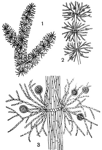 Рис. 25. Пресноводная багрянка батрахоспермум (Batraehospermum): 1 	- внешний вид при небольшом увеличении; 2 - молодая веточка с моноспорангиями; 3 - более старый участок ветви при большом увеличении; всюду видны осевые клетки и клетки-ассимиляторы; на более старой веточке осевые клетки прикрыты клетками коры