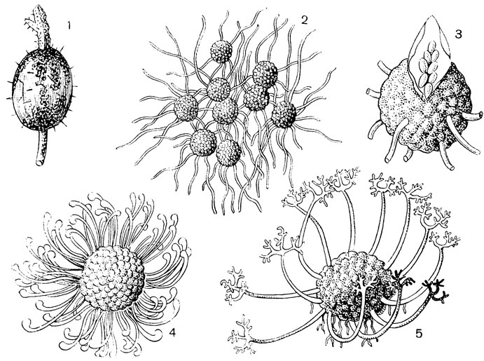 Рис. 35. Периспориевые (Perisporiales): 1 - ягода крыжовника, покрытая налетом из мицелия сферотеки (Sphaerotheca); 2 - часть мицелия с клейстокарпиями; 3 - вскрытый клейстокарпий, из которого выходит сумка, содержащая восемь аскоспор; 4 - клейстокарпий унцинулы (Uncinula); 5 - клейстокарпий микросферы (Microsphaera) с ветвистыми придатками