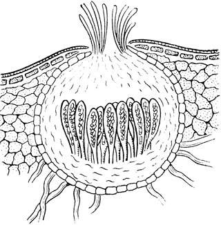 Рис. 37. Вентурия (Venturia) - поперечный разрез перитеция; видны сумки со спорами