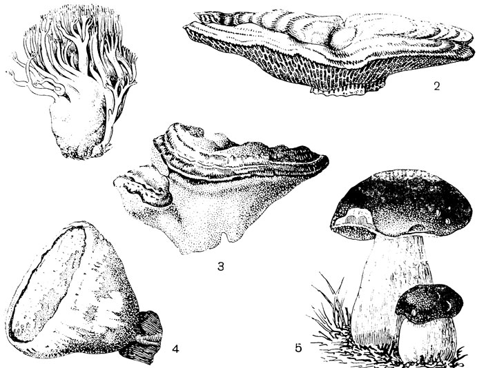 Рис. 41. Плодовые тела гименомицетов: 1 - рамария (Ramaria); 2 - дедалия дубовая (Daedalia quercina); 3 - траметес (Trametes); 4 - полипорус березовый (Polyporus betulinus); 5 - белый гриб (Boletus edulis)