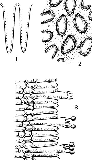 Рис. 42. Поперечный разрез гименофора:  1 - пластинчатого гриба; 2 - трубчатого гриба; 3 - часть гимениального слоя; видны базидии и парафизы