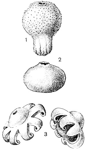 Рис. 44. Плодовое тело гастеромицетов (Gasteromycetales): 1 - дождевик (Lycoperdon); 2 - бовиста (Bovista); 3 - земляная звездочка (Geaster)