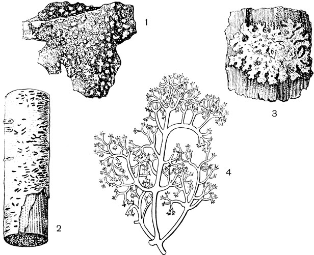 Рис. 47. Морфологические формы слоевища лишайника: 1 - накипной на камне; 2 - накипной на коре дерева; 3 - листоватый; 4 - кустистый