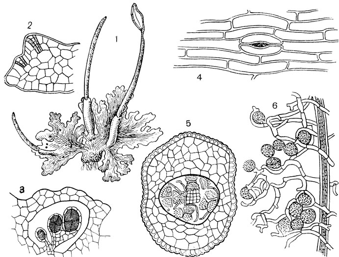 Рис. 51. Антоцерос точечный (Anthoceros punctatus): 1 - внешний вид растения; 2 - разрез слоевища, заключающий два архегония; 3 - разрез слоевища с антеридиальной полостью и тремя антеридиями; 4 - устьице в эпидермисе спорогона; 5 - поперечный разрез спорогона; 6 - часть колонки, споры и элатеры