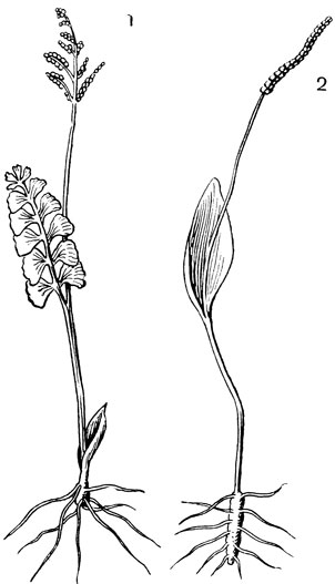 Рис. 57. Ужовниковые (Ophioglossales): 1 - гроздовник ключ-трава (Botrychium lunaria); 2 - ужовник обыкновенный (Ophioglossum vulgatum)