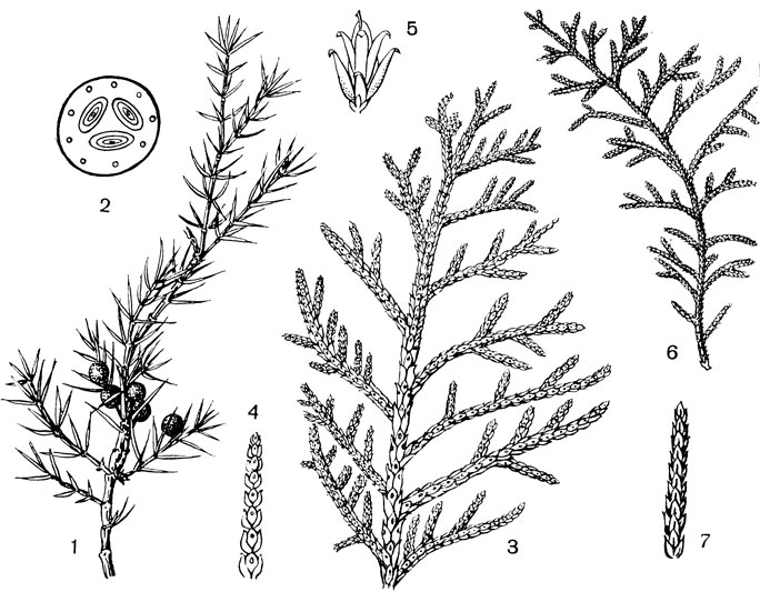 Рис. 61. Семейство Кипарисовые (Cupressaceae). Можжевельник обыкновенный (Juniperus communis): 1 - ветвь с ягодовидными шишками: 2 - шишка в поперечном разрезе (видны три семени, лежащие в сочной мякоти). Туя (Thuja occidentalis): 3 - веточка; 4 - она же увеличенная; 5 - шишка. Кипарис (Cupressus): 6 - веточка; 7 - она же увеличенная
