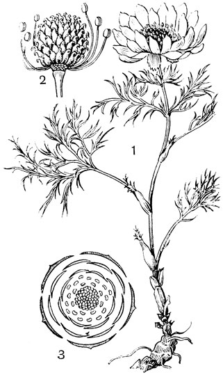 Рис. 67. Семейство Лютиковые. Адонис весенний (Adonis vernalh): 1 - внешний вид; 2 - спирально расположенный апокарпный гинецей; 3 - диаграмма цветка