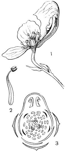 Рис. 68. Семейство Лютиковые. Борец (Aconitum excelsum): 1 - разрез цветка; 2 - тычинка; 3 - диаграмма цветка