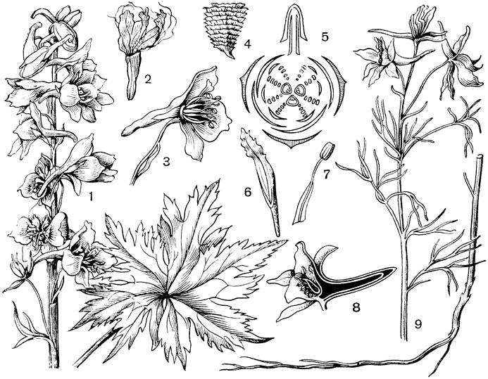 Рис, 69. Семейство Лютиковые. Живокость высокая (Delphinium elatior): 1 - внешний вид; 2 - редуцированный лепесток; 3 - цветок, удалена часть околоцветника, виден один нектарник, тычинки и пестик; 5 - диаграмма цветка; 6 - лепесток-нектарник; 7 - тычинка. Живокость посевная (Delphinium consolida): 8 - разрез цветка; 9 - внешний вид; 4 - семя