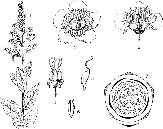 Рис. 72. Семейство Розоцветные. Спирея иволистная (Spiraea salicifolia): 1 - внешний вид; 2 - цветок; 3 - цветок в разрезе; 4 - гинецей; 5 - один из пестиков; 6 - плодик; 7 - диаграмма цветка
