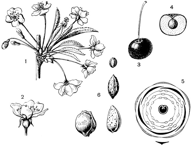 Рис. 76. Семейство Розоцветные. Вишня кислая (Cerasus austera): 1 - цветущая веточка; 2 - цветок; 3 - плод; 4 - плод в разрезе; 5 - диаграмма цветка; 6 - косточки (сверху вниз) вишни, сливы, миндаля бухарского, слева от нее - сливы культурной
