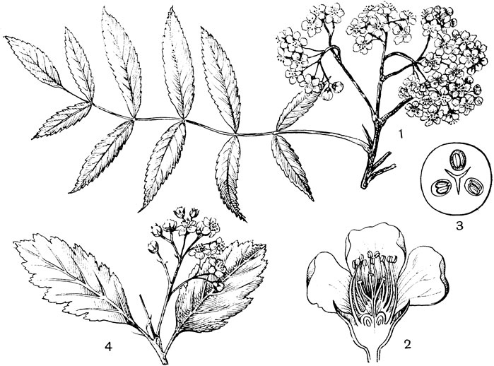 Рис. 77. Семейство Розоцветные. Рябина обыкновенная (Sorbus aucuparia): 1 - цветущая ветвь; 2 - цветок в разрезе; 3 - поперечный разрез плода. Рябина персидская (Sorbus persica): 4 - цветущая ветвь