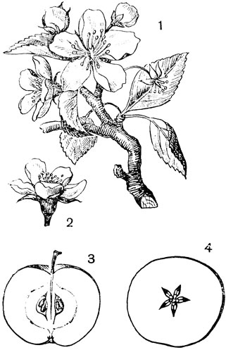 Рис. 78 Семейство Розоцветные. Яблоня домашняя (Malus domestica): 1 - цветущая ветвь; 2 - цветок; 3 - продольный вразрез плода; 4 - поперечный разрез плода