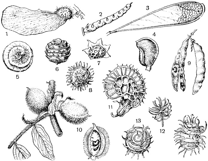 Рис. 80. Порядок Бобовые. Плоды: 1 - центролобиум (Centrolobium robustum); 2 - гиппокрепис (Hyppocrepis); 3 - схнзолобиум (Schizolobium excelsum); 4 - пельтогине (Peltogyne paniculata); 5 - люцерна округлая (Medicago orbicularis); 6 - то же сбоку; 7 - эспарцет (Onobrychis aequidentata); 8 - люцерна (Medicago granatensis); 9 - золотой дождь (Laburnum anagyroides); 10 - астрагал Сиверса (Astragalus siversianus) - ветка с плодами и плод в разрезе; 11 - эспарцет бальджуанский (Onobrychis baldshuanica); 12 - люцерна малая (Medicago minima); 13 - люцерна полевая (Medicago agrestis); 14 - люцерна шаровидная (Medicago globosa)