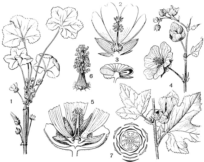 Рис. 84. Семейство Мальвовые. Просвирник обыкновенный (Malva neglecta): 1 - цветущий побег; 2 - цветок в разрезе; 3 - часть дробного плода; на разрезе одного из плодиков виден зародыш. Алтей лекарственный (Althaea officinalis): 4 - цветущая ветвь; 5 - цветок в разрезе; 6 - андроцей; 7 - диаграмма цветка