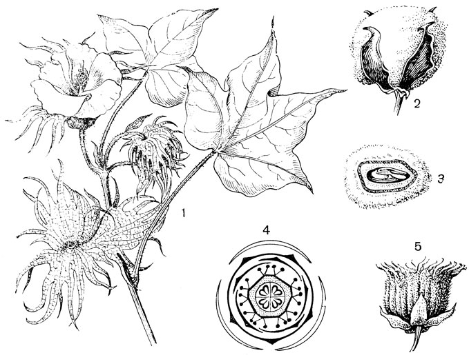 Рис. 85. Семейство Мальвовые. Хлопчатник шершавый (Gossypium hirsutum): 1 - часть цветущей ветви; 2 - зрелая коробочка; 3 - семя в разрезе, густо покрытое с поверхности волосками; 4 - диаграмма цветка. Канатник (Abutilon): 5 - плод
