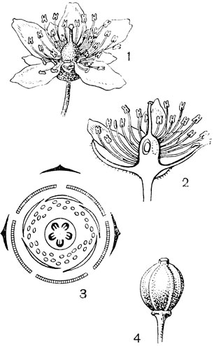 Рис. 86. Семейство Липовые. Липа сердцелистная (Tilia cordata): 1 - цветок; 2 - цветок в разрезе; 3 - диаграмма цветка; 4 - плод