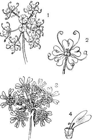 Рис. 91. Семейство Зонтичные. Бедренец камнеломка (Pimpinella saxifraga)r 1 - зонтичек; 2 - цветок. Орлайя крупноцветная (Orlaya grandiflora): 3 - соцветие; 4 - один из краевых цветков